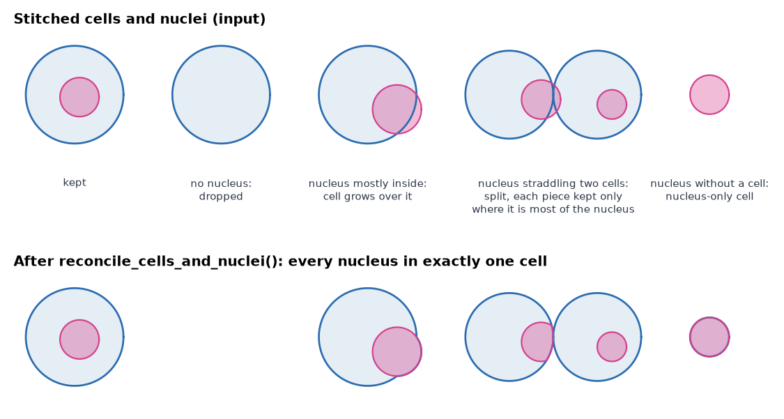 Cells and nuclei before and after reconciliation