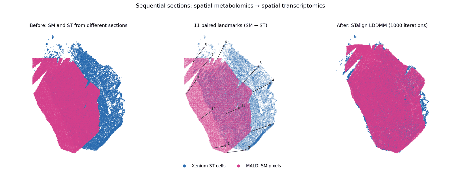 Spatial metabolomics registered onto spatial transcriptomics with STalign LDDMM