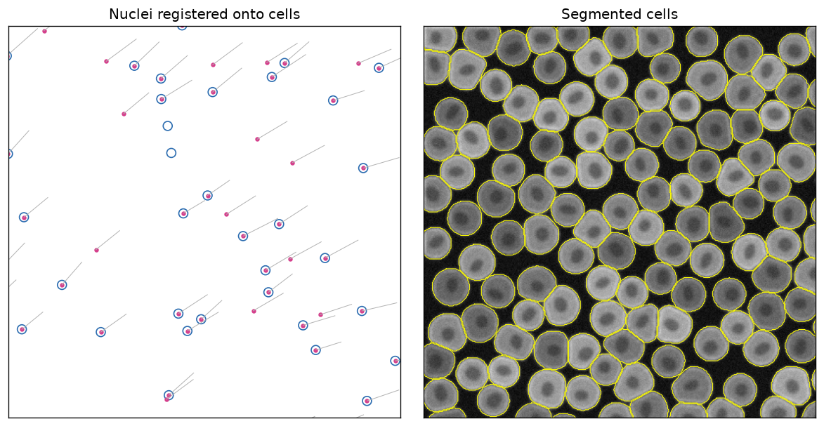 Left: nuclei registered onto cells. Right: stitched cell outlines on the cytoplasm channel.