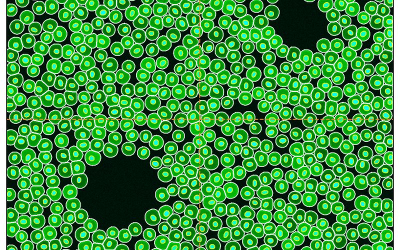 Stitched cell and nucleus outlines across tile boundaries
